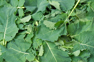 Mix of fresh salad as a background. Top view.