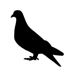 Obraz premium Duck silhouette isolated on white