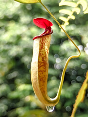Low angle view. An upper pitcher carnivorous plant hanging on a branch with shallow depth of field. The type of plant has been well cultivated in lowlands with special care