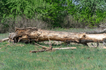 Fallen dry tree in old growth primeval forest. Decayed rotten trunk lie in woodland. Natural...