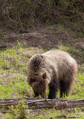 Grizzly Bear in Yellowstone National Park Wyoming in Spring