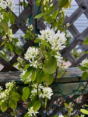 blooming bergamot tree