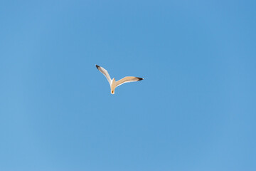 Fototapeta na wymiar Gaviota volando con cielo azul