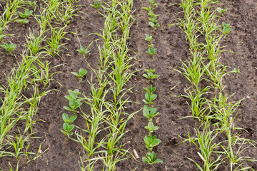 Field beans and wheat intercropping - obrazy, fototapety, plakaty