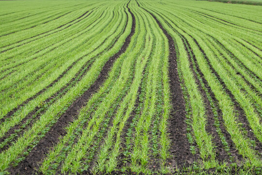 Field beans and wheat intercropping