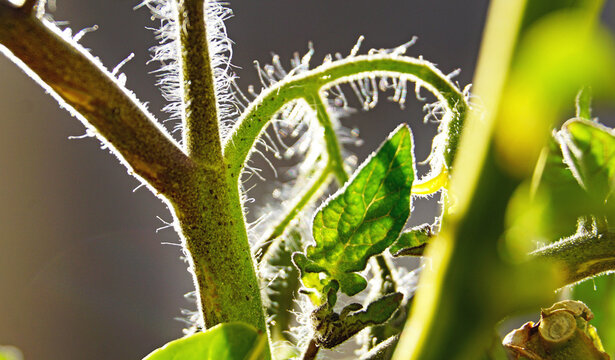 Hoja verde de la planta de una tomatera con tomates en una maceta

