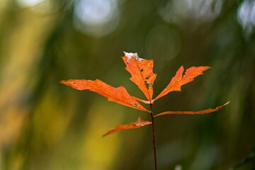 red autumn leaves