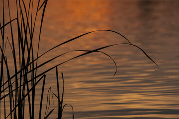 Obraz premium sunset in the grass