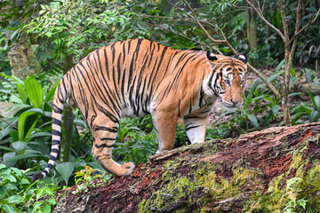 tiger in the jungle