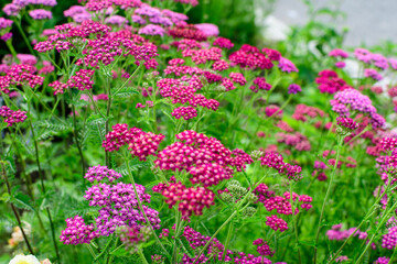 Close up of beautiful vivid pink magenta flowers of Achillea millefolium plant, commonly known as yarrow, in a garden in a sunny summer day.