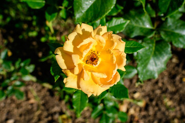 Close up of one large and delicate vivid orange rose in full bloom in a summer garden, in direct sunlight, with blurred green leaves in the background.