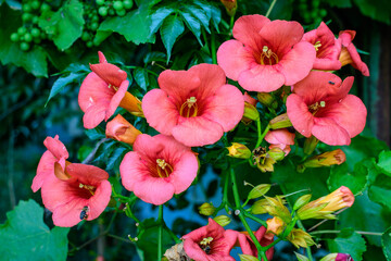 Many vivid orange red flowers and green leaves of Campsis radicans plant, commonly known as the...