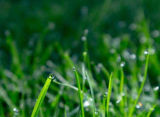 Beautiful spring background of fresh green grass with dew under soft morning sunlight