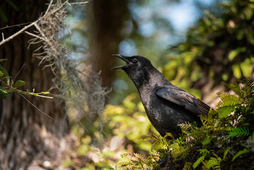 American Crow at Fort Matanzas National Monument
