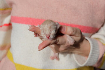A tiny red one-day-old kitten lies in a female palm. just born blind kitten, new life