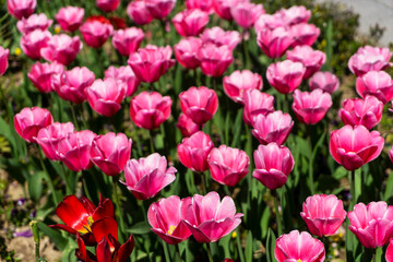 beautiful burgundy tulips grow in the park. Tulip Merlot - Blooming purple tulips in a rural garden
