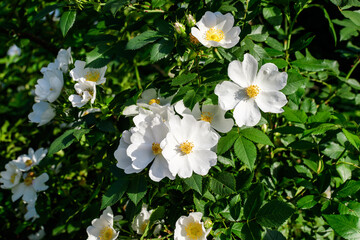 Delicate white flowers of Rosa Canina plant commonly known as dog rose,  in full bloom in a spring garden, in direct sunlight, with blurred green leaves, beautiful outdoor floral background