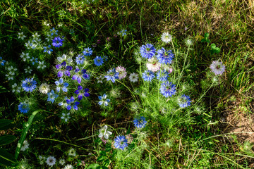 Small delicate blue flowers of nigella sativa plant, also known as black caraway, cumin or kalanji,...