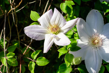 One delicate white clematis flower, also known as traveller's joy, leather flower or vase vine, in a sunny spring garden, beautiful outdoor floral background photographed with soft focus