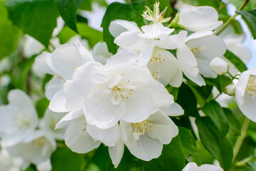 Fresh delicate white flowers and green leaves of Philadelphus coronarius ornamental perennial plant, known as sweet mock orange or English dogwood, in a garden in a sunny summer day, beautiful outdoor