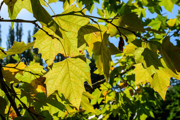 Branch with fresh vivid green leaves of Platanus or Plane tree towars clear sky in a garden in a sunny autumn day, beautiful outdoor monochrome background
