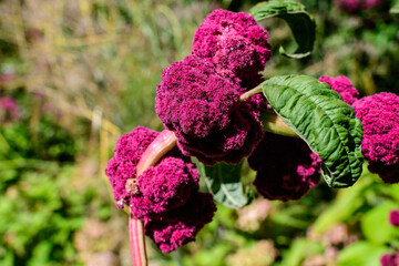 Close up of dark red purple flowers of Amaranthus, commonly known as amaranth, in a herbs garden in a sunny autumn day