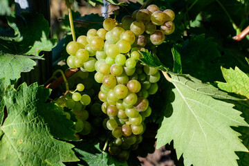 Closeup of ripe organic white grapes and green leaves in vineyard in a sunny autumn day .