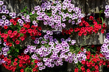 Large group of vivid red, purple and white Petunia axillaris flowers and green leaves in a garden pot in a sunny summer day.