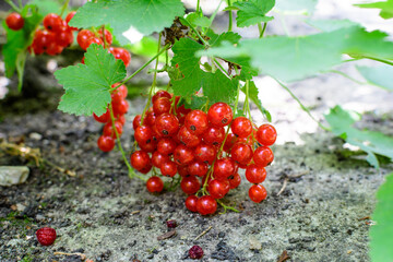 Fototapeta premium Fresh organic grown ripe red currant or cassis fruits on a plant in a garden in a sunny summer day, beautiful monochrome background of healthy food.