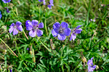 Delicate light blue flowers of Geranium pratense wild plant, commonly known as meadow crane's-bill...