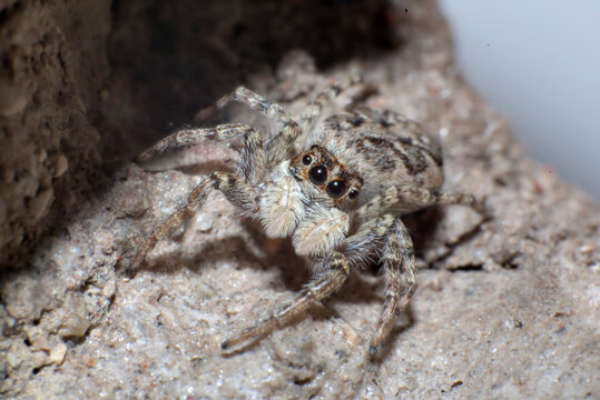 peque&ntilde;a ara&ntilde;a peluda en grieta