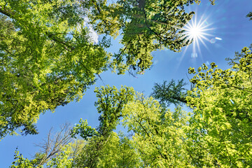 a view up into the trees direction sky - sustainability picture - stock photo - sunstar