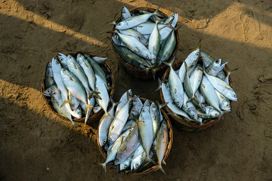 Baskets with fish at the Malvan fish market in Maharashtra, India.