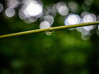 A drop on a branch 