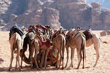 camels in the desert