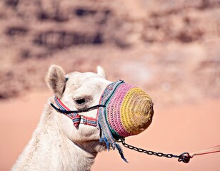 camel in the desert