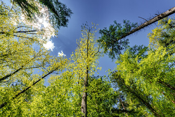 a view up into the trees direction sky - sustainability picture - stock photo - sunstar