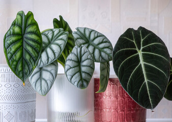 Various green plants in pots on a rack. Floral interior decor, indoor plants. Alocasia Dragon Scale, Alocasia Silver Dragon, Alocasia Black Velvet in pots.