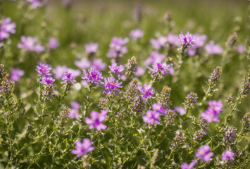 Fototapeta premium Detailed exploration of a wildflower cluster in a meadow, a crucial microhabitat for pollinators like bees and butterflies.. AI generated.