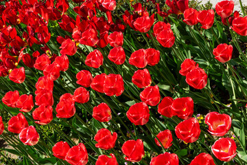 Red tulips flowers close up blooming in a park, flower bed outdoor. World Tulip Day. Tulips field, nature, spring, floral background