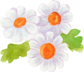 watercolor floral camomille daisy png