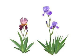 ジャーマンアイリス　4月撮影