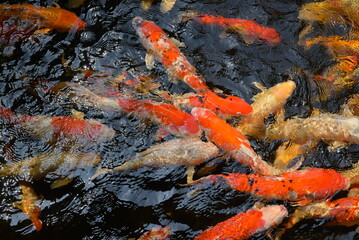 Vibrant koi fish swarm in a dark pond, their red and golden hues contrasting the water's surface....