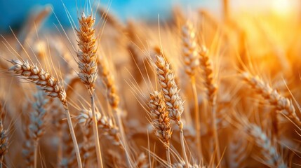 Fototapeta premium Beautiful Rural Scenery under Shining Sunlight and blue sky. Background of ripening ears of meadow wheat field.