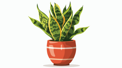 Snake plant in pot on white background Vector illustration