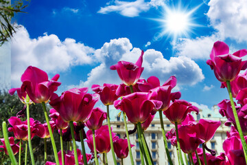 Beautiful fresh lilac tulips against a blue sky with clouds. Nature Park, spring and summer, beauty...