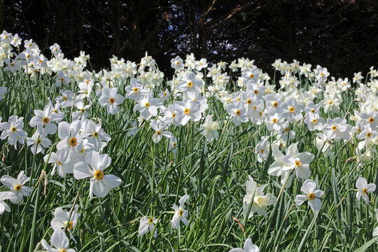 Bank covered in Pheasant's eye Narcissus blooms, Derbyshire England
