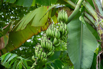 Many large bunch of unripe green banana on Banana tree.