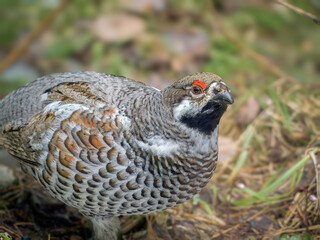 Male of hazel grouse (sometimes called the hazel hen) in the spring forest. Forest birds in natural conditions.