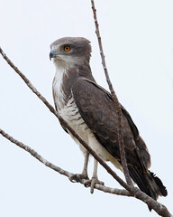 Beaudouins snake eagle (Circaetus beaudouini)
